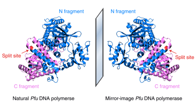 Mirror-image Pfu DNA polymerase (Fan et al., Nature Biotechnology, 2021).