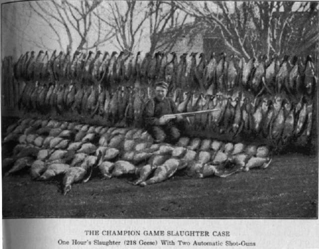 All in an hour’s work. A “market hunter” poses with over 200 geese killed in an hour, a new California record in 1906. (Image courtesy of An Eccentric Culinary History.)