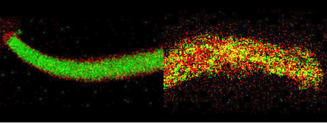 Two images illustrate the molecular changes when a silicon anode is charged and discharged repeatedly. The image on the left shows the anode virtually intact after one cycle, with the silicon (green) clearly separate from a component of the solid electrolyte interphase (fluorine, in red). The image on the right shows the anode after 100 cycles: The anode is barely recognizable as a silicon structure and is instead a mix of the silicon and the fluorine from the solid electrolyte interphase. (Photos courtesy of Chongmin Wang | Pacific Northwest National Laboratory.) ​