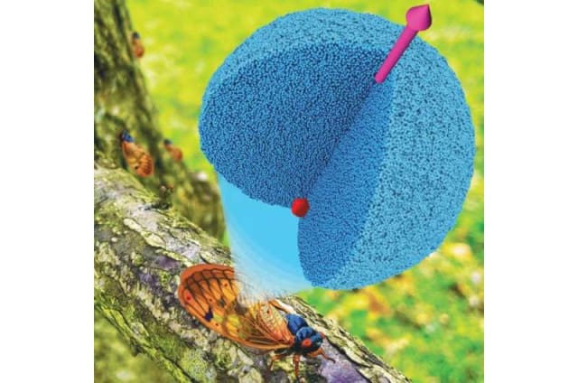 Contaminants are pulled out of insect wings via water droplets. Image credit: Phys.org, Sreehari Perumanath.