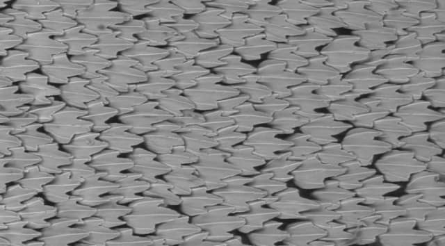 Environmental scanning electron microscope (ESEM) image of denticles from the shortfin mako shark (scale bar: 200 mm) (Image courtesy of Harvard University)