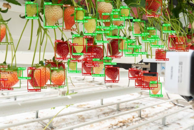 Fruits are scanned to evaluate the degree of ripeness and determine when harvesting should occur. (Image: Organifarms.)