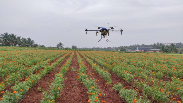 Drones can take care of marigold fields better and cheaper, according to General Aeronautics. (Picture courtesy of General Aeronautics.)