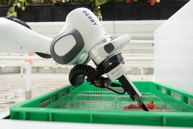 Placing strawberries in punnets, which are automatically weighed and ready for sale to customers. (Image: Organifarms.)