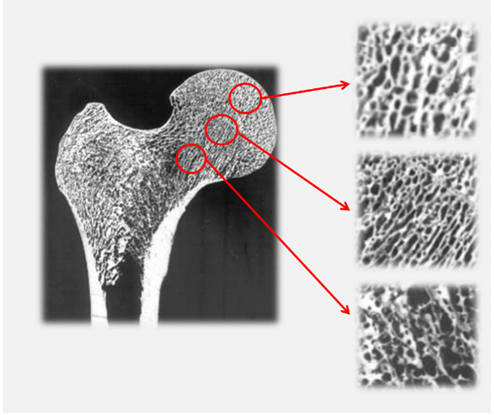 Figure 8. Pores are naturally aligned in the direction of stress. (Image courtesy of Paramatters.)