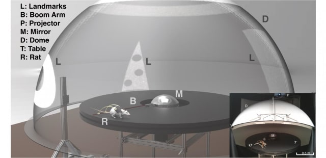 3D model of the rat dome. (Image courtesy of RAVIKRISHNAN JAYAKUMAR.)