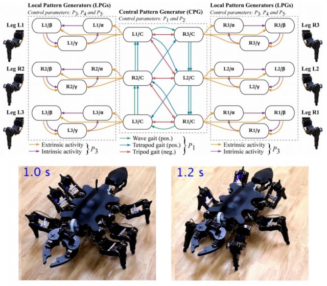 Top: Architecture of the controller, showing the central pattern generator, which controls the overall gait pattern, and at both sides, the six local pattern generators, which control individual leg trajectories. Bottom: Representative still-images of the robot walking in an ant-like posture (left) and a cockroach-like posture (right). (image courtesy of IEEE Access.)