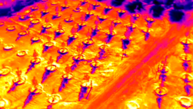Infrared image of an arboreal nursery.