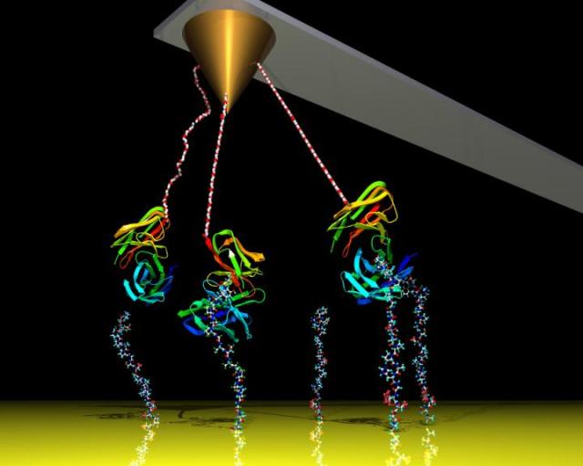 A cantilever measures atomic forces coming from proteins interacting under an atomic force microscope. Georgia Tech engineers have significantly improved the device's sensitivity by adding electronic white noise, allowing the device to measure interactions from further away, thus avoiding touching biomolecules. (Image courtesy of Georgia Tech/Haider, Potter.)