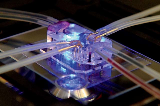 This lung-on-a-chip mimics the mechanical and biochemical properties of the human organ. (Image courtesy of Wyss Institute/Harvard.)