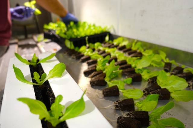 Produce that customers can grow inside the farm include lettuces, brassicas and herbs. (Images courtesy of Freight Farms.)