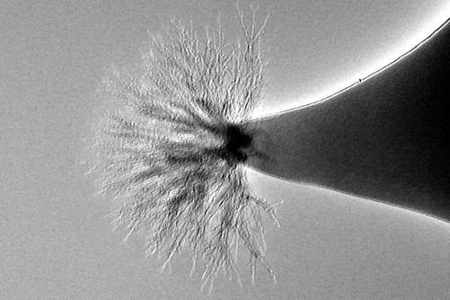 The tip of an electrospray thruster forms problematic tree-like structures when exposed to radiation. (Image courtesy of Michigan Tech/Kurt Terhune.)