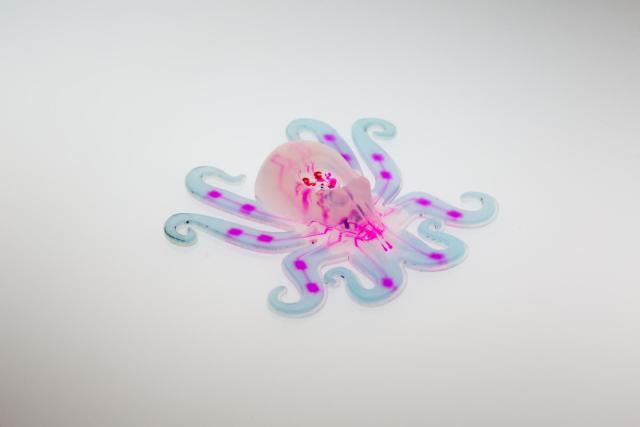 A reaction inside the bot transforms a small amount of liquid fuel (hydrogen peroxide) into a large amount of gas, which flows into the octobot's arms and inflates them like a balloon. The team used a microfluidic logic circuit, a soft analog of a simple electronic oscillator, to control when hydrogen peroxide decomposes to gas in the octobot. (Image courtesy of Lori Sanders.)