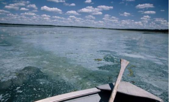 Saddle Lake is the source water for the Saddle Lake Cree Nation utility. The water is so thick with blue-green algae it washes ashore in mats. (Image courtesy of the Safe Drinking Water Foundation.)