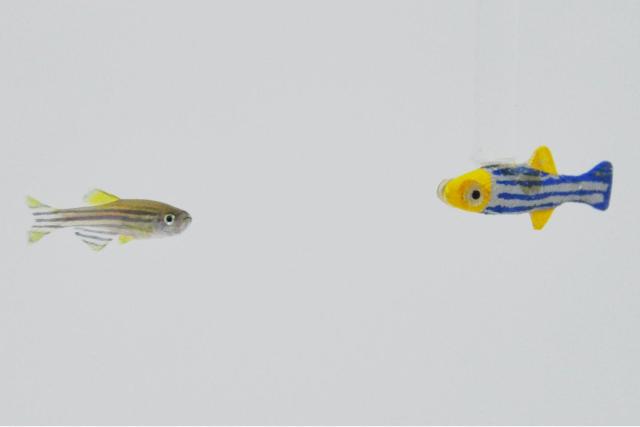 NYU Tandon researchers developed a 3-D robotic platform that allows their 3-D-printed biomimetic robot to swim like the real thing and attract zebrafish for controllable, repeatable experiments. (Image courtesy of NYU Tandon.)