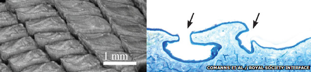 Microscopic images of the structure of the channels, each less than 0.25 mm wide.