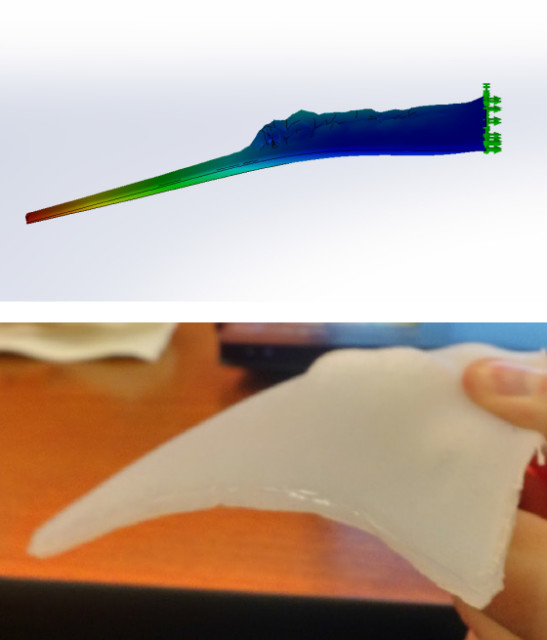 Figure 2. An early, small-scale prototype showing the SOLIDWORKS simulation compared to the silicone model of the wing. Soft robots can be notoriously difficult to model, but Franzini was pleased with the simulation results she was able to achieve. (Image courtesy of Gabrielle Franzini.)