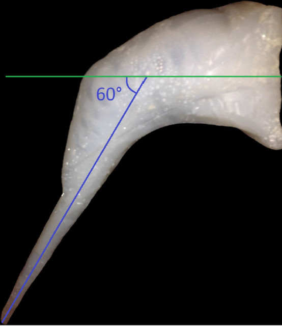 Figure 7. The WPI Soft Robotics team’s manta ray wing at full extension. (Image courtesy of Gabrielle Franzini.)