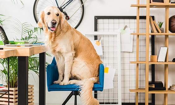 The Best Way To Clean Your Home If You Have A Dog Enjo Australia
