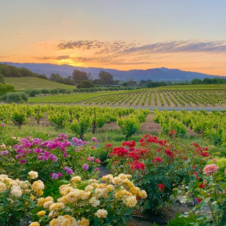 flowers in the vineyard
