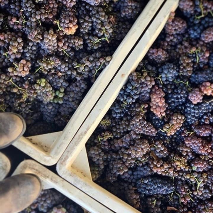 harvested grapes in trugs