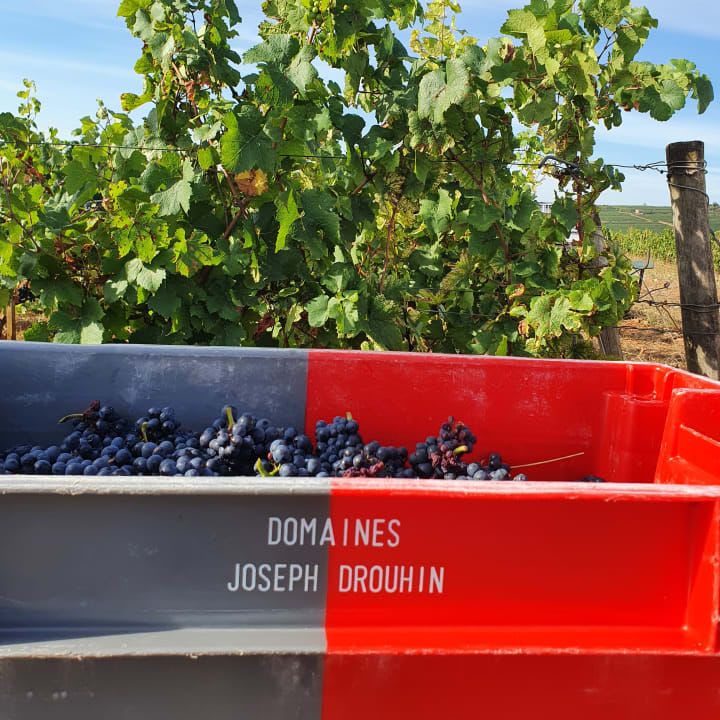 freshly-picked Pinot Noir grapes in baskets at harvest