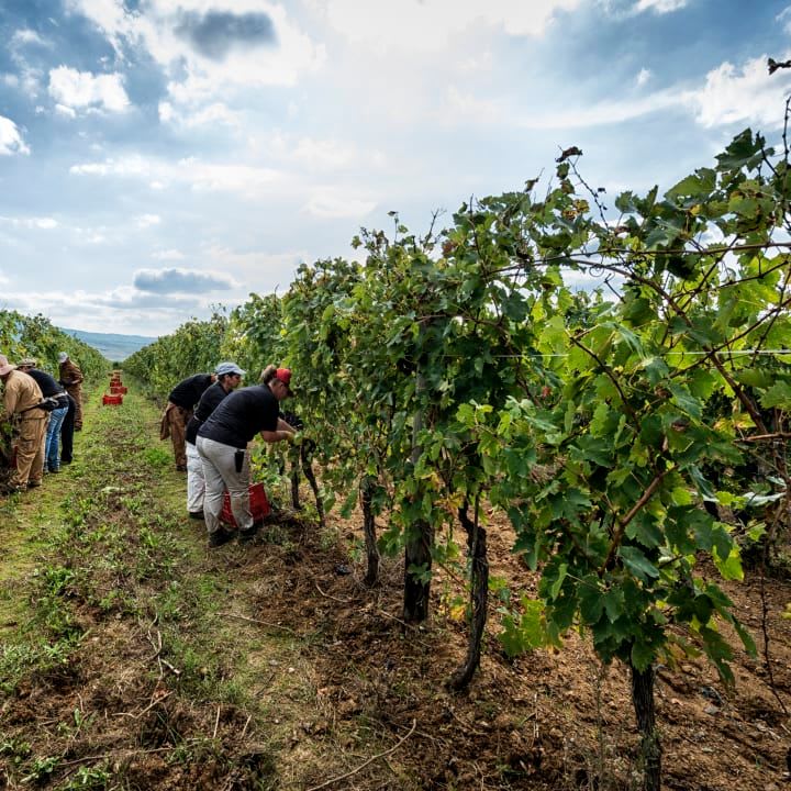 harvest in the vineyards