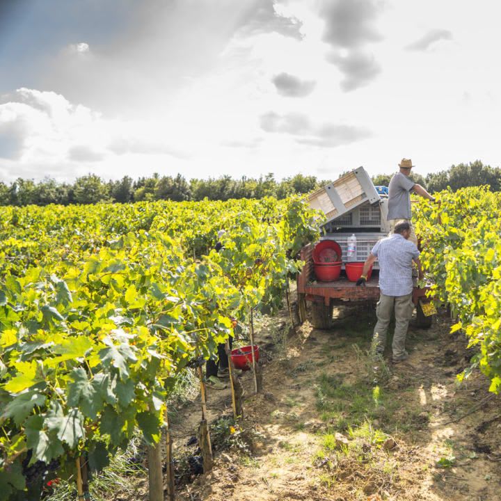 harvest in the vineyard