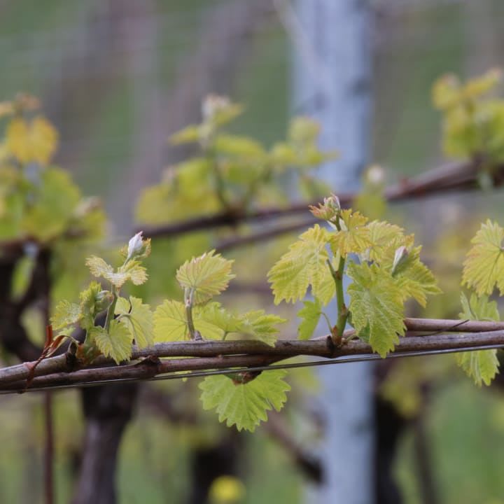 buds on trellissed vine