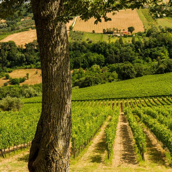 rows of vines in the vineyard