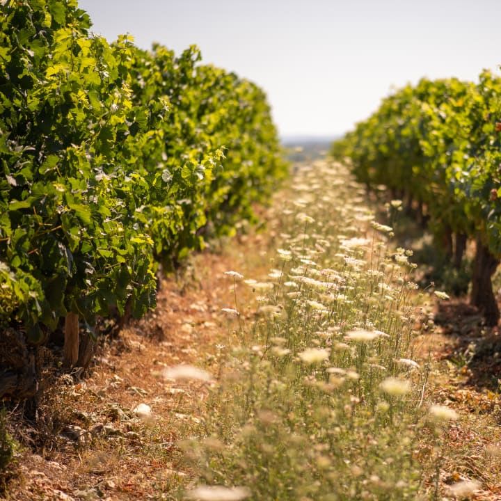 amphorae in the winery