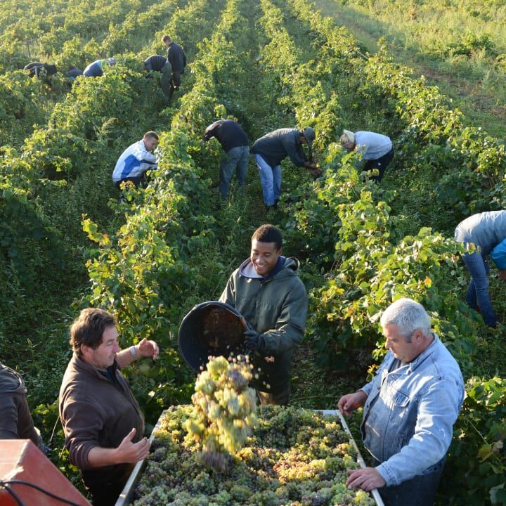 harvest in the vineyard