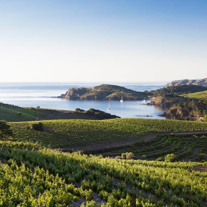 vineyards by the ocean in Languedoc