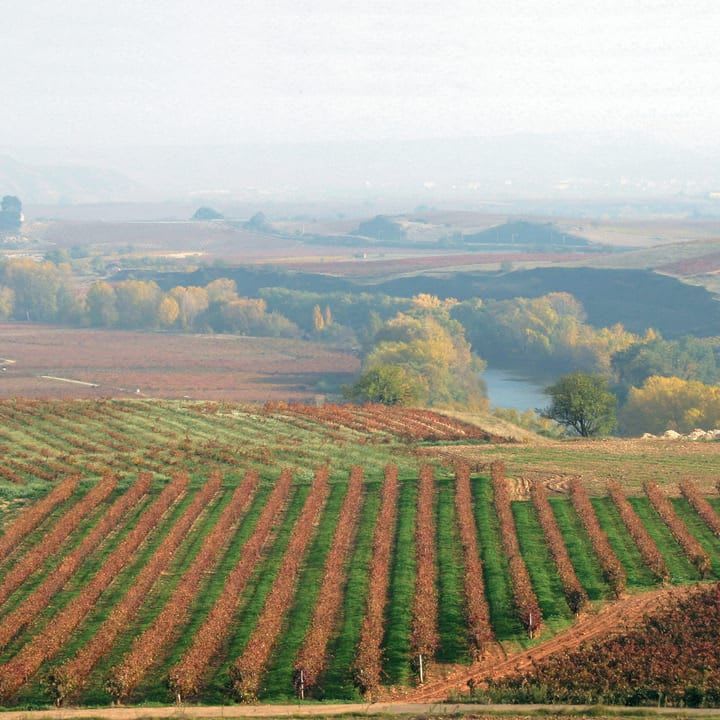 Paisaje vineyard