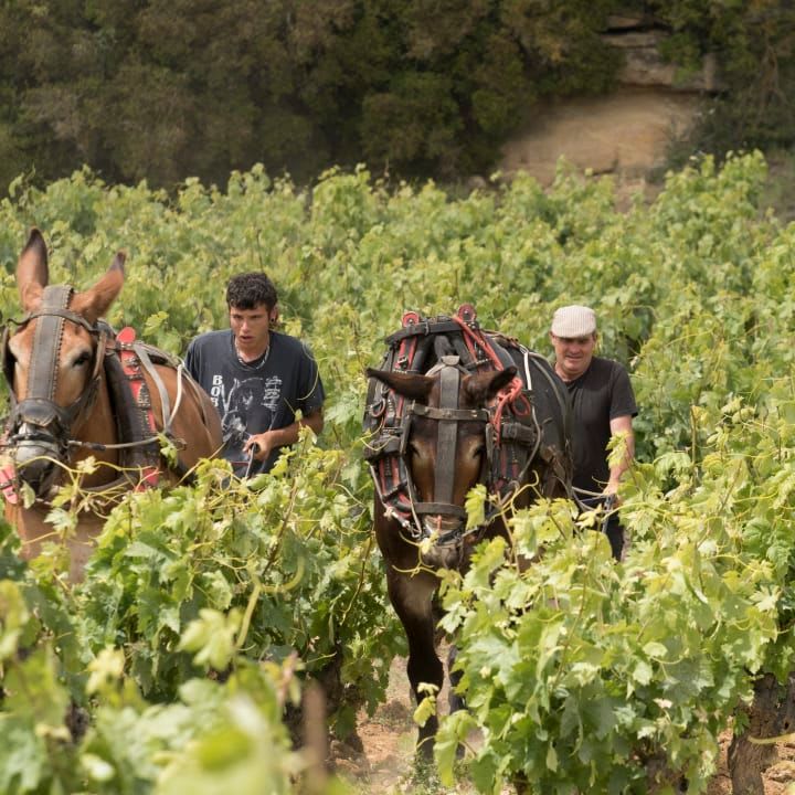 horses at work in El Vardallo vineyard