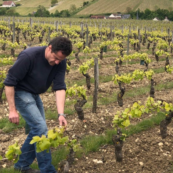 Franck Millet in the vineyard