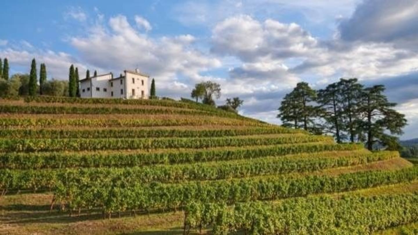 Cantine Bertani A Tradition of Innovation - Estate