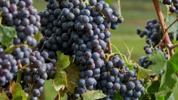 Cantine Bertani A Tradition of Innovation - Grapes