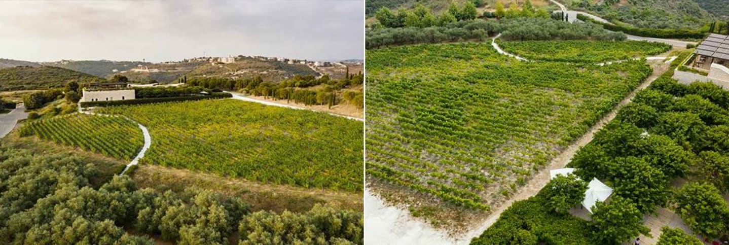 Producer Profile Ixsir - Vineyards