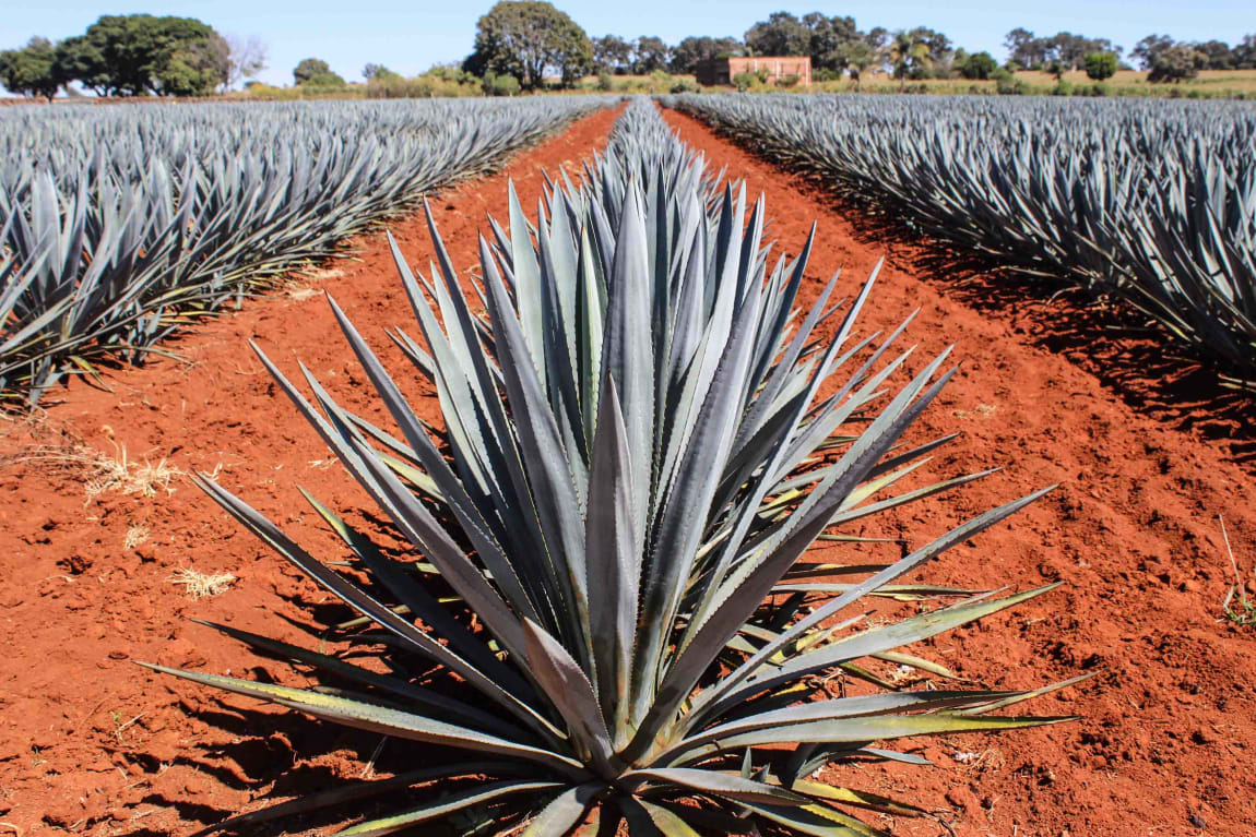 Agave field