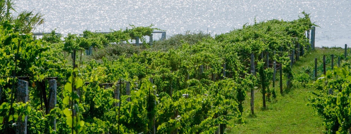 Rias Baixas vineyards