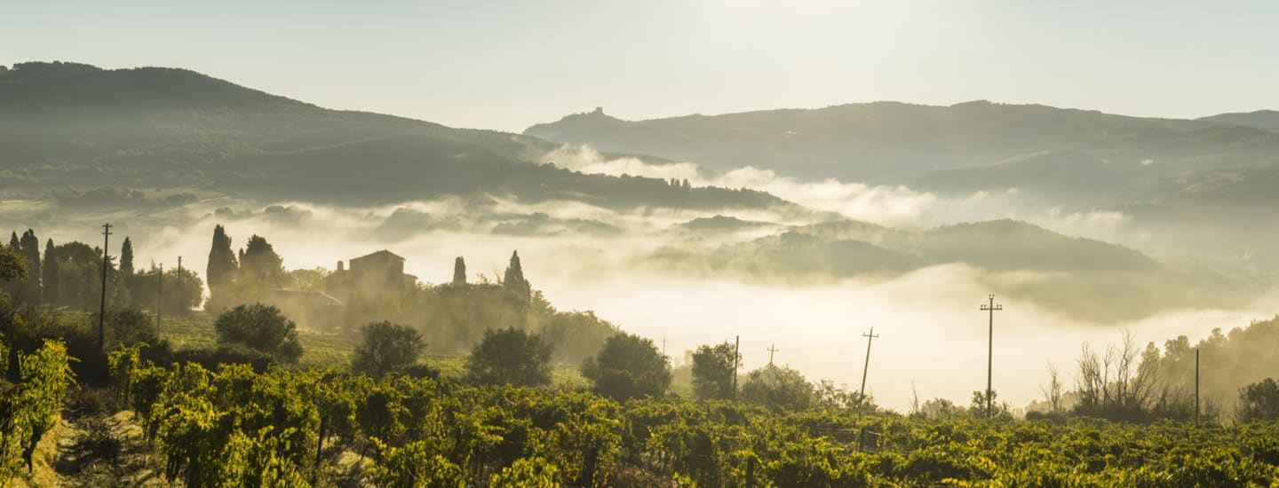 vineyards in the mist