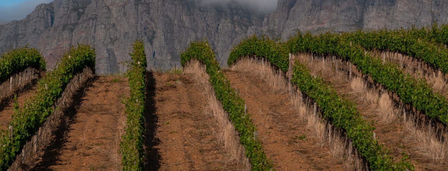 vines in the shadow of Helderberg mountain