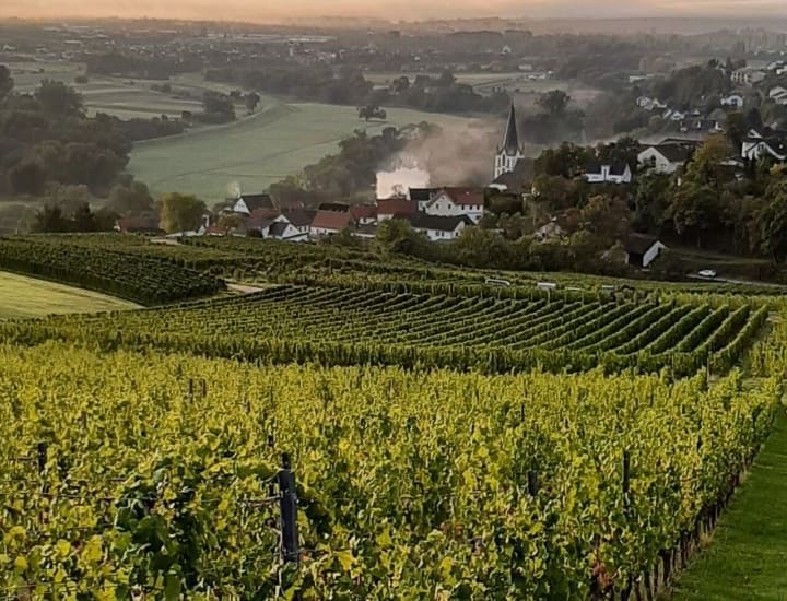 Image of vineyards at Tesch