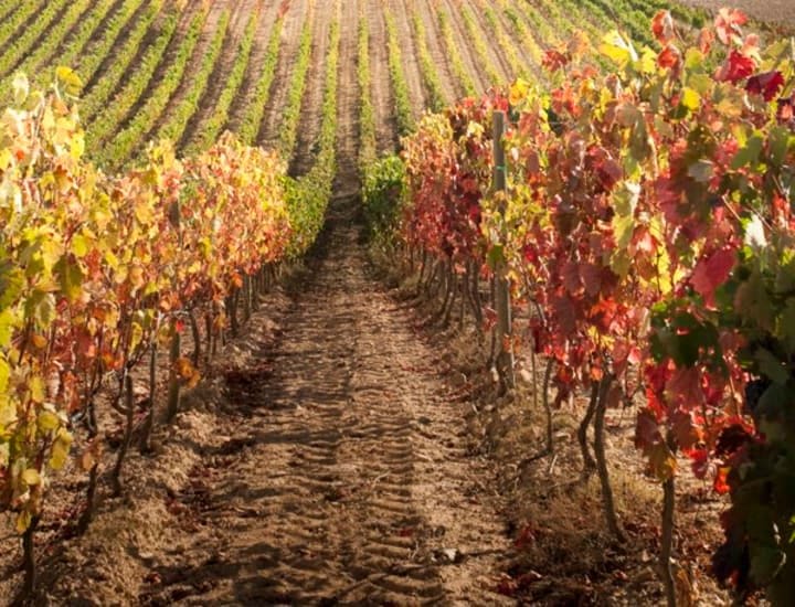 Family estate vineyards at Chivite