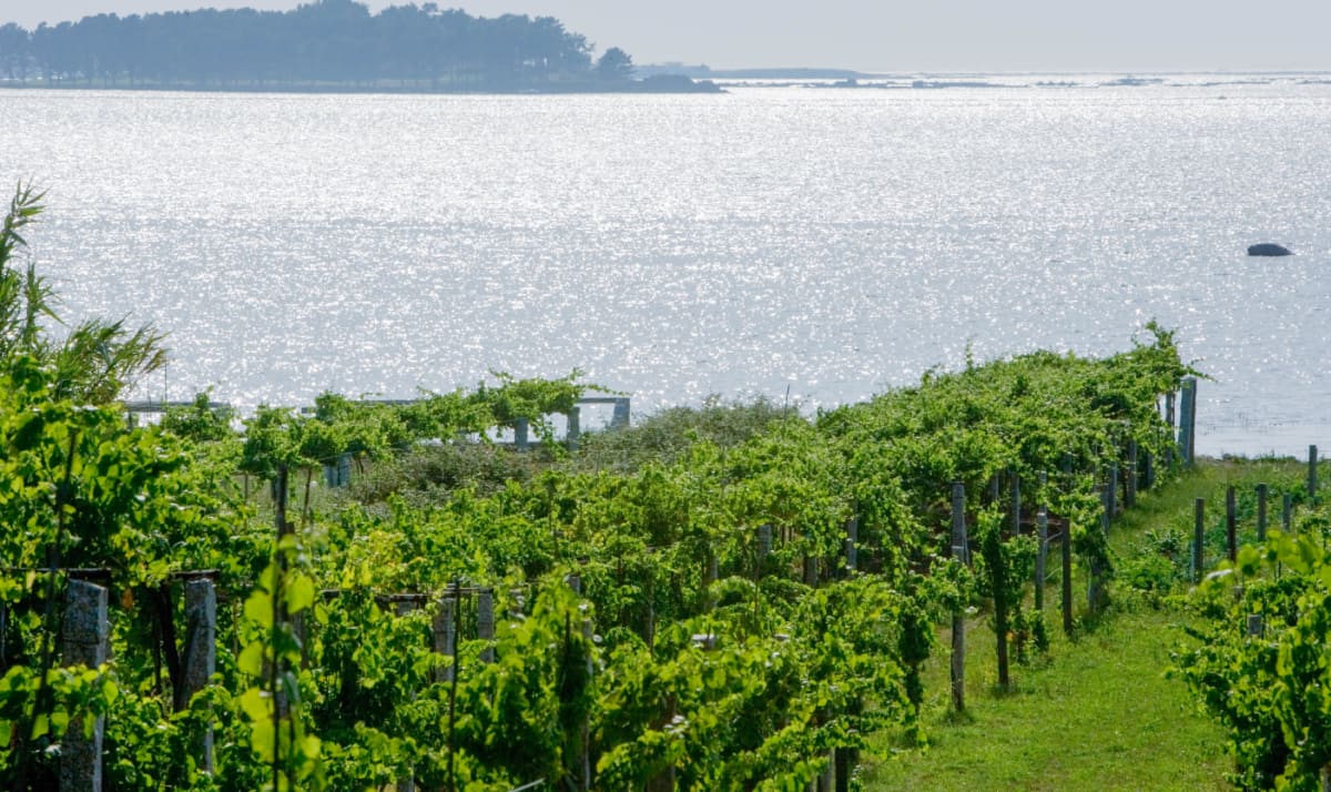 Sea view of Vineyard