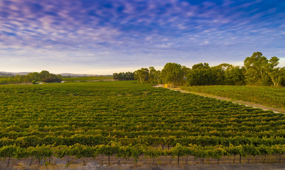 Rows of vines