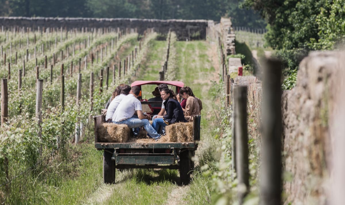 Vineyard tour