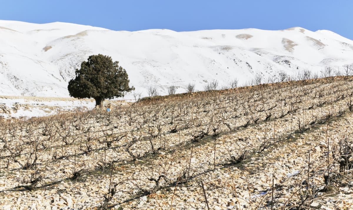Ixsir's extreme vineyard sites