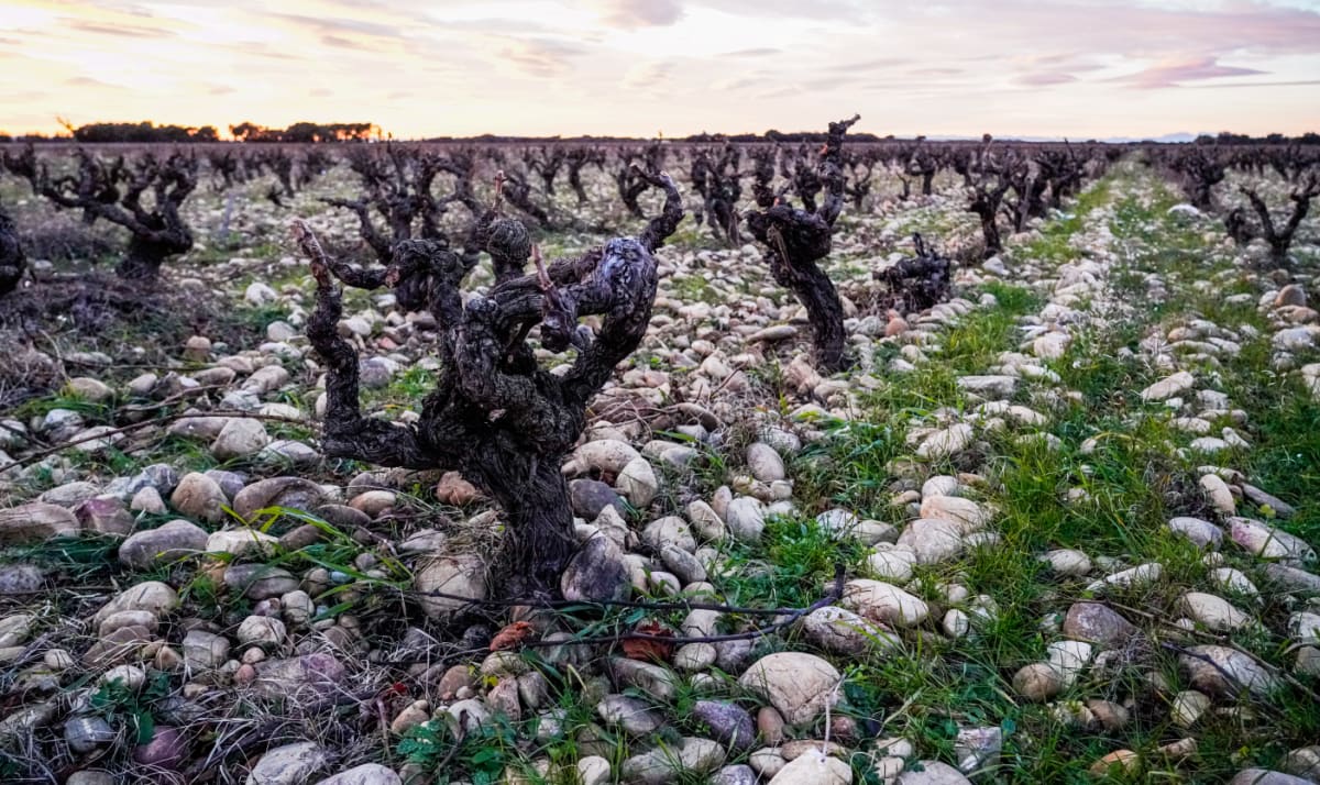 Vineyard at Domaine de la Janasse